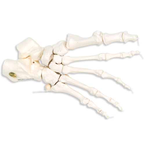 Squelette Du Pied