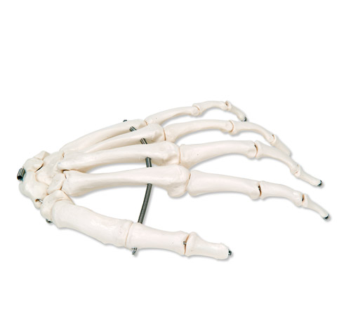 Squelette Main Fil Nylon