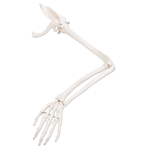 Squelette Bras Avec Clavicule