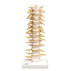 Colonne Vertebral Thoracique