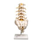 All Products - Colonne Vertebral Lombaire