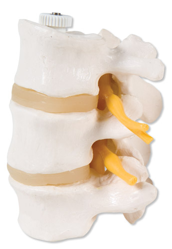 All Products - 3 Vertebres Lombaires