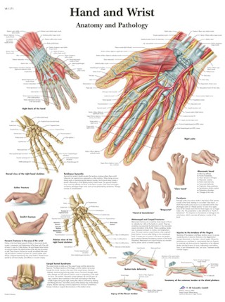 Wandkaart: Hand And Wrist