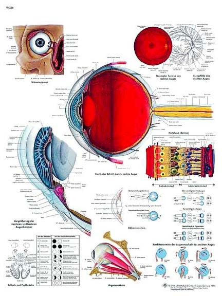 All Products - Human Eye