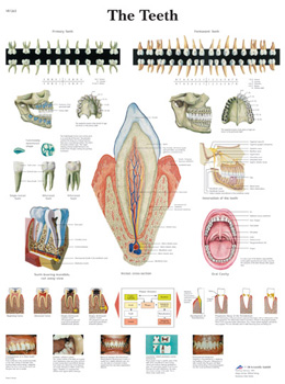 Wandkaart: The Teeth