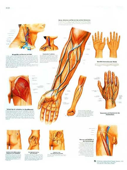 All Products - Clinically Important Bood Vessel