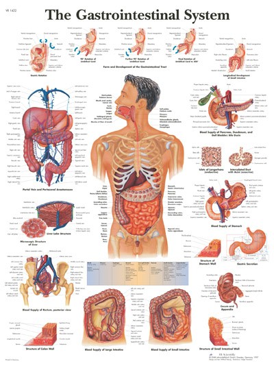 All Products - Wandkaart: The Gastrointestinal System