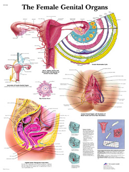 Wandkaart: The Female Genital Organs