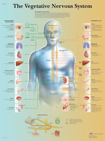 Wandkaart: The Vegetative Nervous System